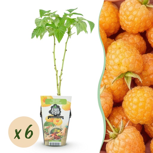 "Obstpflanzen - Himbeere - Rubus idaeus Fallgold - Winterhart - 6 Pflanzen - Topf 9 cm - Gelbe Himbeere image"