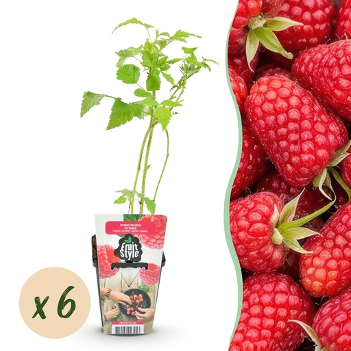 "Obstpflanzen - Himbeere - Rubus idaeus Heritage - Winterhart - 6 Pflanzen - Topf 9 cm - Rote Himbeere image"