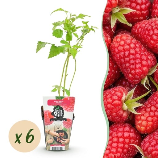 "Himbeere (Rubus idaeus) – winterharte Beerenobst-Pflanze, Höhe ca. 9 cm image"