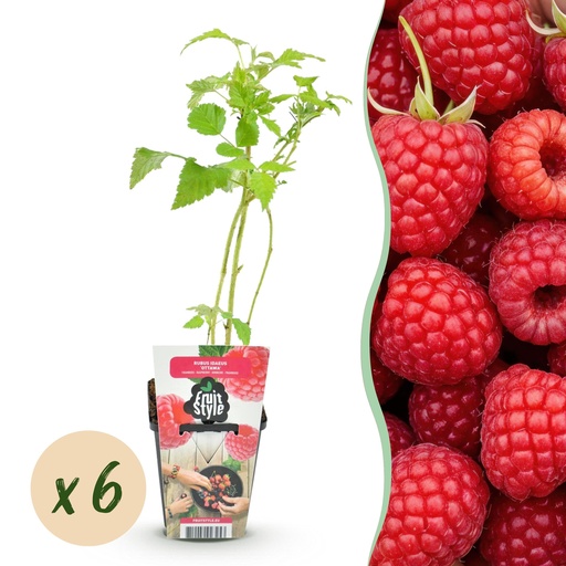 "Obstpflanzen - Himbeere - Rubus idaeus Ottawa - Winterhart - 6 Pflanzen - Topf 9 cm - Rote Himbeere image"