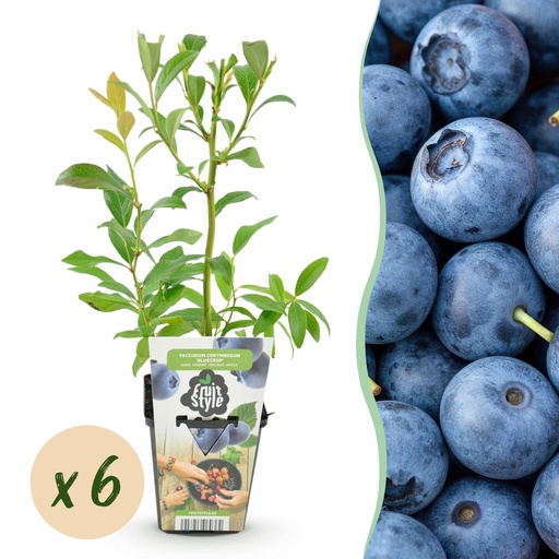 "Obstpflanzen - Blaubeere - Vaccinium corymbosum Bluegold - Winterhart - 6 Pflanzen - Topf 9 cm image"
