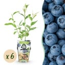 Obstpflanzen – Blaubeere Vaccinium corymbosum 'Goldtraube' – winterhart – 6 Pflanzen – Topf 9 cm – Blaubeere
