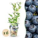 Obstpflanzen – Blaubeere Vaccinium corymbosum 'Northland' – winterhart – 6 Pflanzen – Topf 9 cm – Blaubeere
