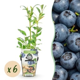 Amerikanische Heidelbeere 'Northland' 6er-Set (Vaccinium corymbosum) – winterhar
