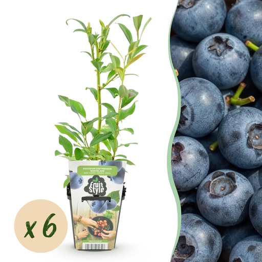 "Kultur-Apfel 'Northland' (Obstpflanzen) – winterharter Obstbaum, Höhe ca. 9 cm image"