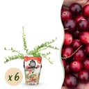 Obstpflanzen – Blaubeere Vaccinium macrophylla 'Early Black' – winterhart – 6 Pflanzen – Topf 9 cm – dunkelrote Beere