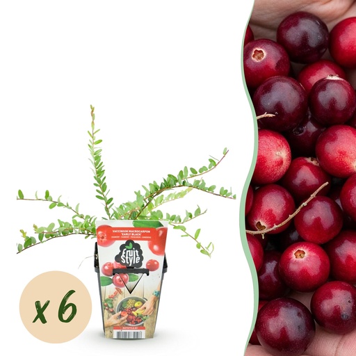 "Obstpflanzen – Blaubeere Vaccinium macrophylla 'Early Black' – winterhart – 6 Pflanzen – Topf 9 cm – dunkelrote Beere image"