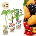 Obstpflanzen-Set Tricolour – Rote Johannisbeere, Gelbe Himbeere, Schwarze Brombeere – winterhart – 6 Pflanzen – Topf 9 cm