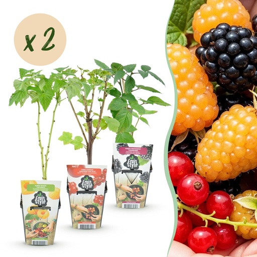 "Obstpflanzen-Set Tricolour – Rote Johannisbeere, Gelbe Himbeere, Schwarze Brombeere – winterhart – 6 Pflanzen – Topf 9 cm image"