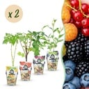 Obstpflanzen - Regenbogen - Rote Johannisbeere - Gelbe Himbeere - Schwarze Brombeere - Blaue Beere - Winterhart - 8 Pflanzen - Topf 9cm