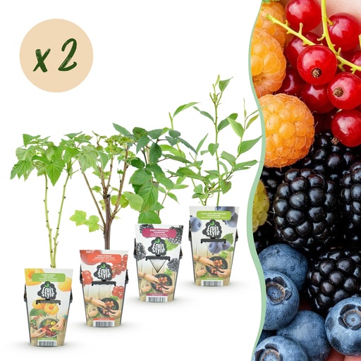 "Kultur-Apfel (Obstpflanzen) – winterharter Obstbaum, Höhe ca. 9 cm image"