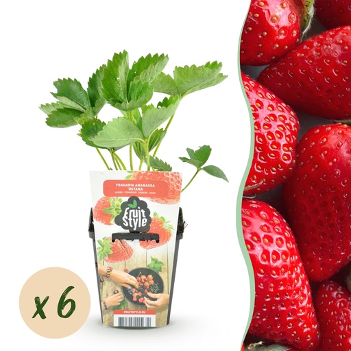 "Obstpflanzen - Erdbeere - Fragaria Elsanta - Winterhart - 6 Pflanzen - Topf 9 cm - Rote Erdbeere image"