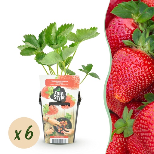 "Obstpflanzen - Erdbeere - Fragaria Maxim - Winterhart - 6 Pflanzen - Topf 9 cm - Rote Erdbeere image"