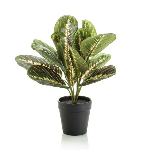 "Maranta groen - 30cm - In zwarte pot - Kunstplant - ARTIFICIAL image"