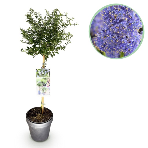 "Stammpflanze - Ceanothus thyrsiflorus Repens - Terrassenpflanze - Immergrün - Winterhart - Lila Blüte - Topf 19cm Höhe 90cm image"