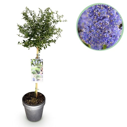 "Kalifornischer Flieder (Ceanothus thyrsiflorus) – winterharter Blütenstrauch, Höhe ca. 19 cm image"