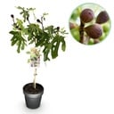 Stammpflanze - Ficus carica Little Miss Figgy - Terrassenpflanze - Laubabwerfend - Winterhart - Grüne Frucht - Topf 19cm Höhe 90cm
