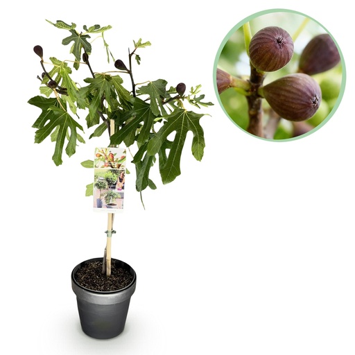 "Stammpflanze - Ficus carica Little Miss Figgy - Terrassenpflanze - Laubabwerfend - Winterhart - Grüne Frucht - Topf 19cm Höhe 90cm image"