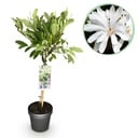 Stammpflanze - Magnolia stellata - Terrassenpflanze - Laubabwerfend - Winterhart - Weiße Blüte - Topf 19cm Höhe 90cm