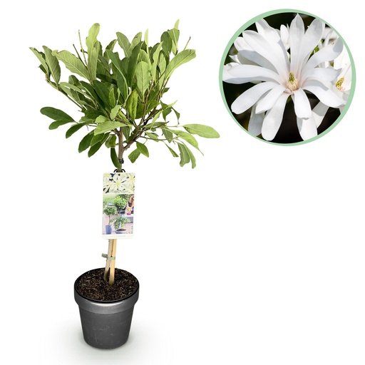 "Stammpflanze - Magnolia stellata - Terrassenpflanze - Laubabwerfend - Winterhart - Weiße Blüte - Topf 19cm Höhe 90cm image"