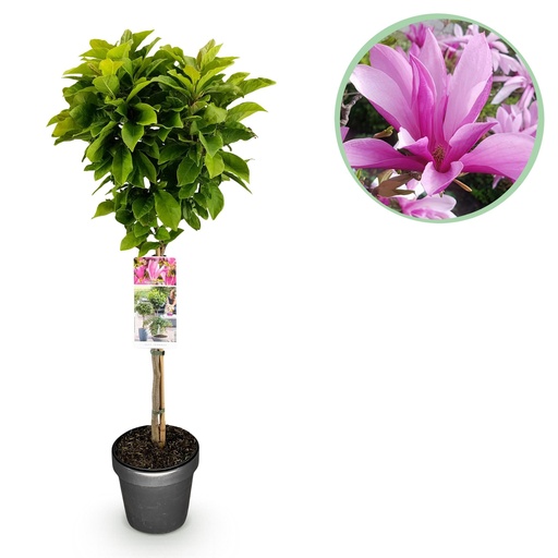 "Stamm-Pflanze - Magnolia Susan - Terrassenpflanze - Laubabwerfend - Winterhart - Rosa Blüte - Topf 19cm Höhe 90cm image"