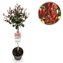 Pflanze auf Stamm - Photinia fraseri Carre Rouge - Terrassenpflanze - Immergrün - Winterhart - Grün-Rotes Blatt - Topf 19cm Höhe 90cm