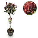 Stamm Pflanze - Photinia fraseri Little Red Robin - Terrassenpflanze - Immergrün - Winterhart - Grün-Rotes Blatt - Topf 19cm Höhe 90cm