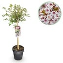 Stammpflanze - Prunus incisa Koujou-no-mai - Terrassenpflanze - Laubabwerfend - Winterhart - Weiße Blüte - Topf 19 cm - Höhe 90 cm