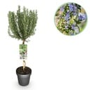 Stamm Pflanze - Rosmarinus officinalis - Terrassen Pflanze - Immergrün - Winterhart - Lila Blüte - Topf 19cm Höhe 90cm