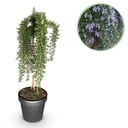 Stamm-Pflanze - Rosmarinus officinalis Prostratus - Terrassenpflanze - Immergrün - Winterhart - Lila Blüte - Topf 19cm Höhe 70 - 90cm