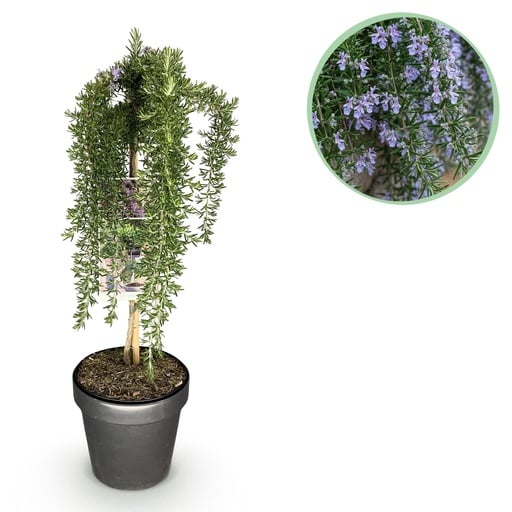 "Stamm-Pflanze - Rosmarinus officinalis Prostratus - Terrassenpflanze - Immergrün - Winterhart - Lila Blüte - Topf 19cm Höhe 70 - 90cm image"