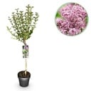 Stamm-Pflanze - Syringa meyeri Palibin - Terrassenpflanze - Laubabwerfend - Winterhart - Lila Blüte - Topf 19cm Höhe 90cm