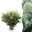 Terrassenpflanze - Skimmia japonica Finchy - Blüte Weiß - 40+ Blüten - 1 Pflanze - Winterhart - Topf 19cm Höhe 60cm