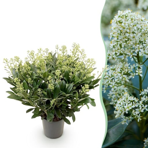 "Skimmie (Skimmia japonica) – winterharter Strauch, Höhe ca. 19 cm image"
