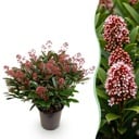 Terrassenpflanze - Skimmia japonica Rubella - Blüte Rot - 40+ Blüten - 1 Pflanze - Winterhart - Topf 19 cm Höhe 60 cm