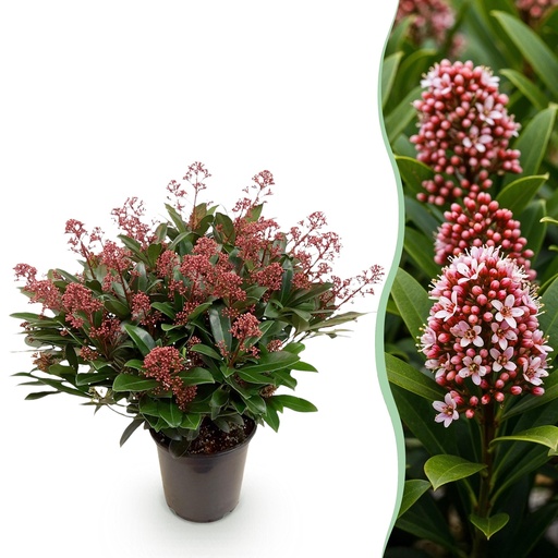 "Terrassenpflanze - Skimmia japonica Rubella - Blüte Rot - 40+ Blüten - 1 Pflanze - Winterhart - Topf 19 cm Höhe 60 cm image"