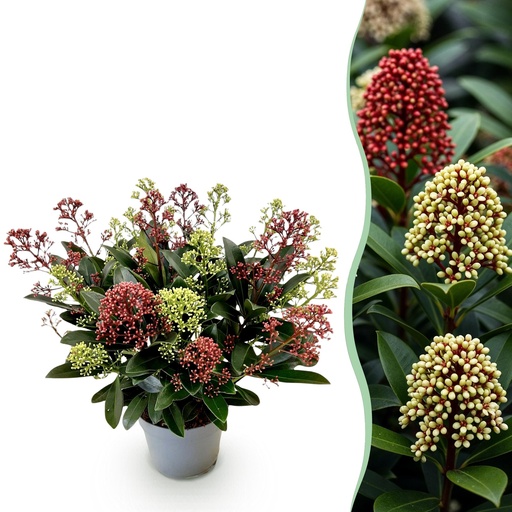 "Skimmie (Skimmia japonica) – winterharter Zierstrauch, Höhe ca. 15 cm image"