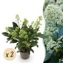 Terrassenpflanze - Skimmia japonica Finchy - Blüte Weiß - 10+ Blüten - 2 Pflanzen - Winterhart - Topf 10,5 cm Höhe 25 cm