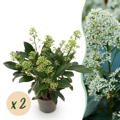 "Terrassenpflanze - Skimmia japonica Finchy - Blüte Weiß - 10+ Blüten - 2 Pflanzen - Winterhart - Topf 10,5 cm Höhe 25 cm image"
