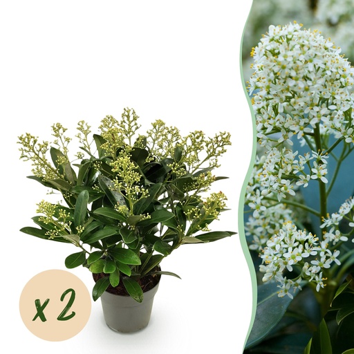 "Terrassenpflanze - Skimmia japonica Finchy - Blüte Weiß - 15+ Blüten - 2 Pflanzen - Winterhart - Topf 15 cm Höhe 30 cm image"
