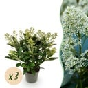 Terrassenpflanze - Skimmia japonica Finchy - Blüte Weiß - 15+ Blumen - 3 Pflanzen - Winterhart - Topf 15cm Höhe 30cm