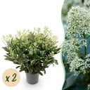 Terrassenpflanze - Skimmia japonica Finchy - Blüte Weiß - 40+ Blumen - 2 Pflanzen - Winterhart - Topf 19cm Höhe 60cm
