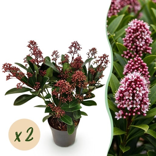 "Terrassenpflanze - Skimmia japonica Rubella - Blüte Rot - 10+ Blumen - 2 Pflanzen - Winterhart - Topf 10,5cm Höhe 25cm image"