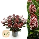 Terrassenpflanze - Skimmia japonica Rubella - Rote Blüte - 15+ Blüten - 2 Pflanzen - Winterhart - Topf 15cm Höhe 30cm