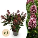 Terrassenpflanze - Skimmia japonica Rubella - Rote Blüte - 10+ Blüten - 3 Pflanzen - Winterhart - Topf 10,5cm Höhe 25cm