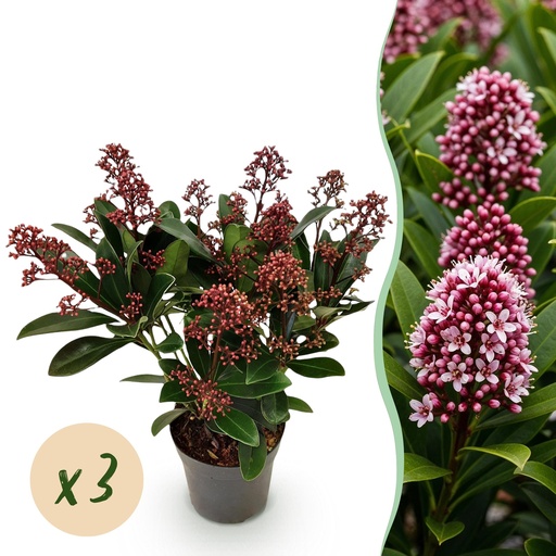 "Terrassenpflanze - Skimmia japonica Rubella - Rote Blüte - 10+ Blüten - 3 Pflanzen - Winterhart - Topf 10,5cm Höhe 25cm image"
