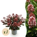 Terrassenpflanze - Skimmia japonica Rubella - Rote Blüte - 15+ Blüten - 3 Pflanzen - Winterhart - Topf 15cm Höhe 30cm