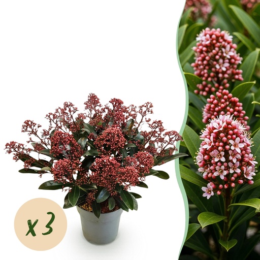 "Terrassenpflanze - Skimmia japonica Rubella - Rote Blüte - 15+ Blüten - 3 Pflanzen - Winterhart - Topf 15cm Höhe 30cm image"