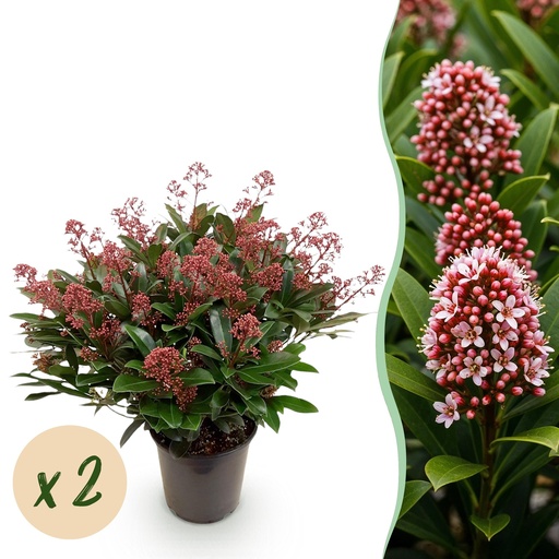 "Terrassenpflanze - Skimmia japonica Rubella - Rote Blüte - 40+ Blüten - 2 Pflanzen - Winterhart - Topf 19cm Höhe 60cm image"