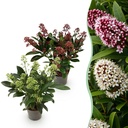 Terrassenpflanze - Skimmia japonica Duo - Blüte Weiß & Rot - 10+ Blüten - 2 Pflanzen - Winterhart - Topf 10,5 cm, Höhe 25 cm